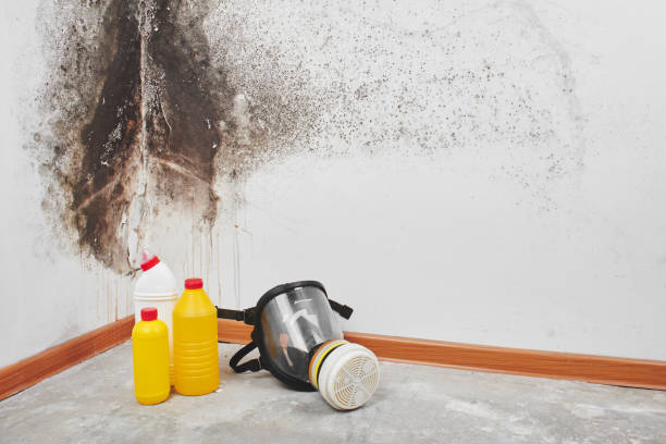 Best Attic Mold Removal  in Plattsmouth, NE