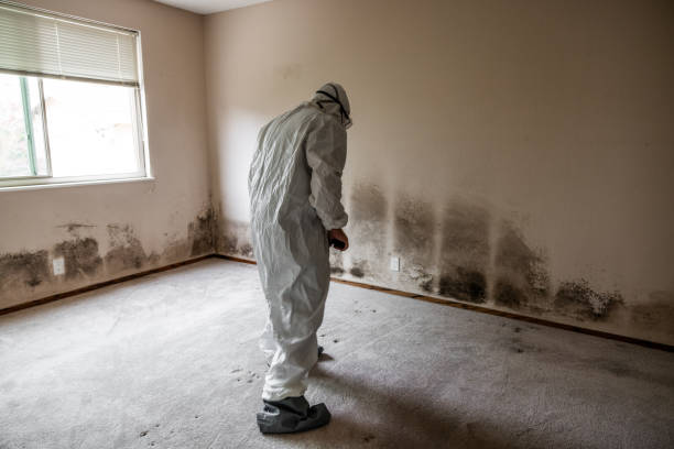 Mold Removal and Inspection in Plattsmouth, NE