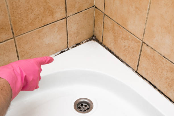 Best Mold Removal and Inspection  in Plattsmouth, NE